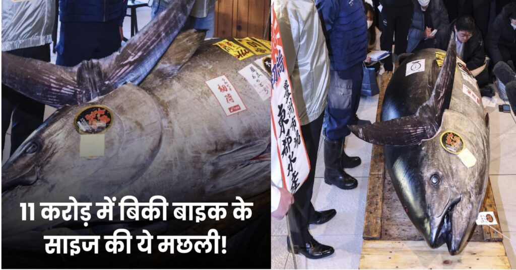 क्या आप यकीन करेंगे? 276 किलोग्राम की मछली की कीमत 11 करोड़ रुपये! जानिए ब्लूफिन ट्यूना की कहानी